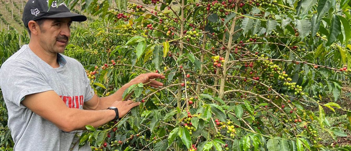 Colombia's Pink Bourbon Aurora
