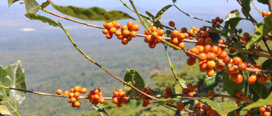 El Salvador Space Bourbon