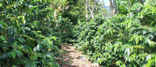 Honduras Caramel Infusion