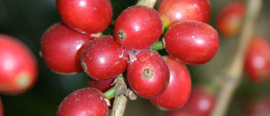 India’s PB Choco Nova