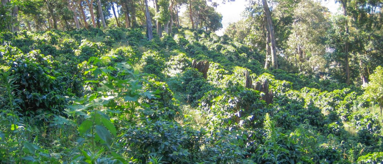 Panama Boquete Starlight Reserve